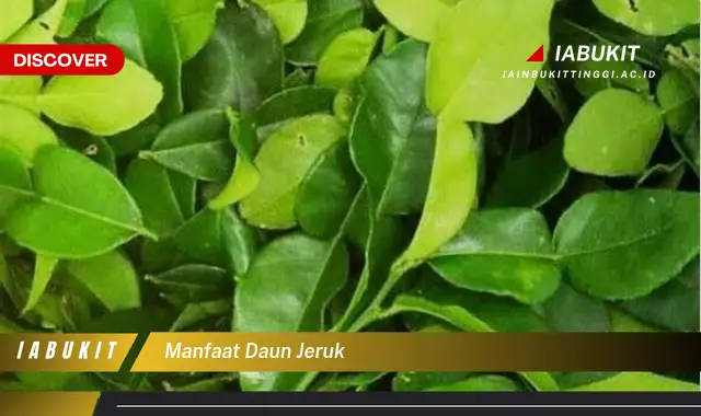 manfaat daun jeruk