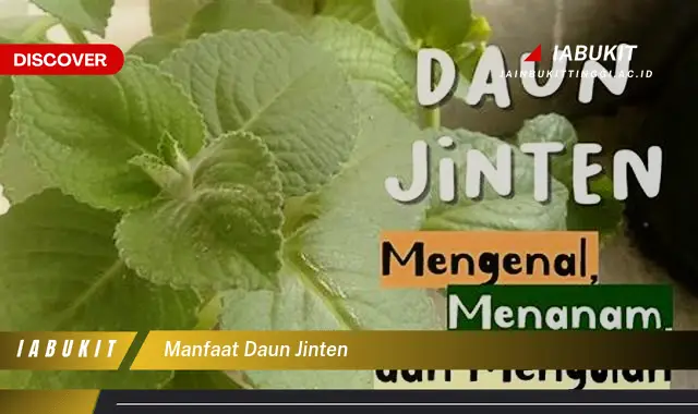 manfaat daun jinten