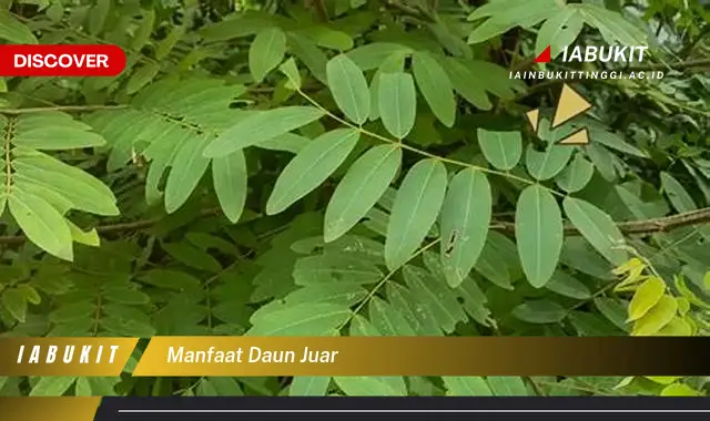 manfaat daun juar