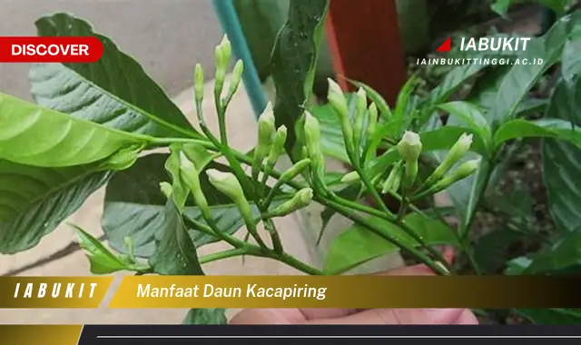 manfaat daun kacapiring