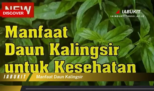 Bukan cuma daun kemangi, Cari tahu 7 khasiat daun kalingsir yang jarang diketahui