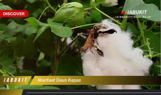 Ternyata Bukan Cuma Daun Sirih, Ini Dia 7 Manfaat Daun Kapas yang Bikin Penasaran