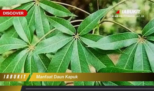 manfaat daun kapuk