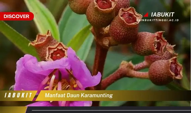 manfaat daun karamunting manfaat daun karamunting