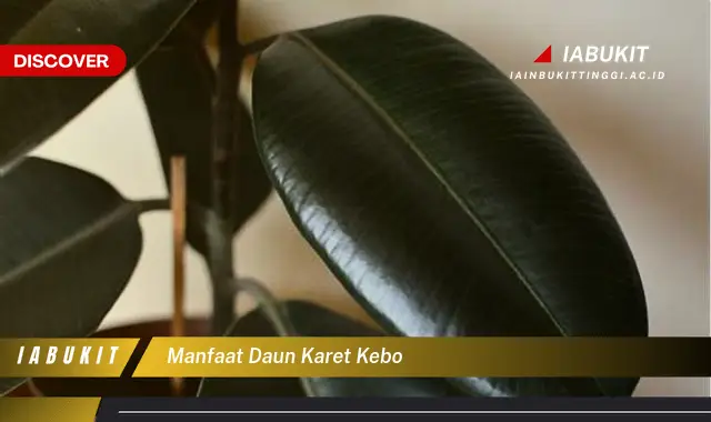 Banyak yang Belum Tahu, Ini Dia 7 Manfaat Daun Karet Kebo yang Wajib Diketahui