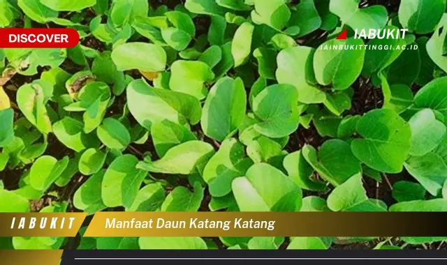 Bukan daun salam? Ini dia 7 Manfaat daun katang katang yang Bikin Penasaran