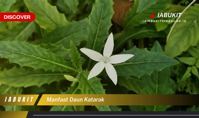 manfaat daun katarak