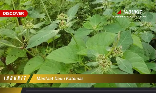 manfaat daun katemas