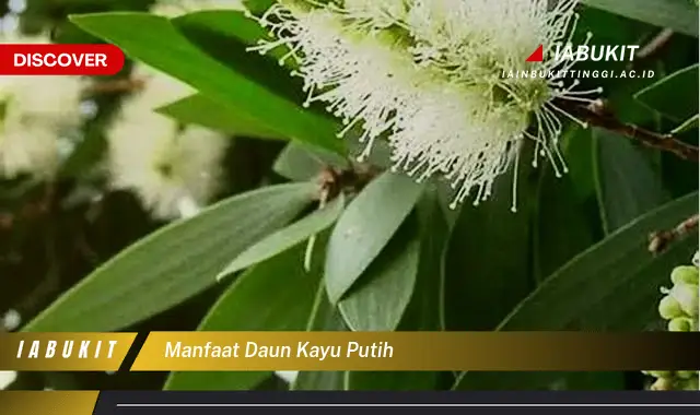 manfaat daun kayu putih