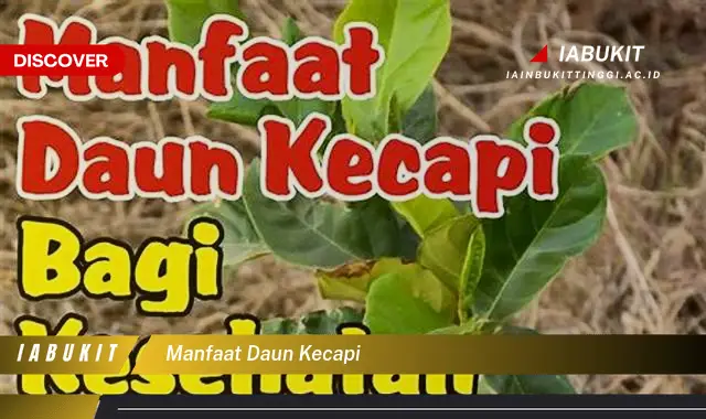 manfaat daun kecapi