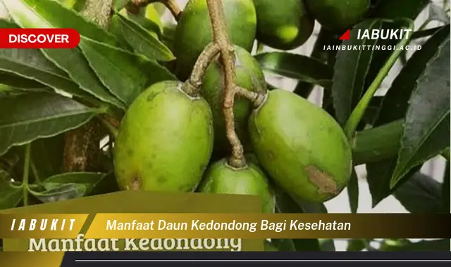 manfaat daun kedondong bagi kesehatan