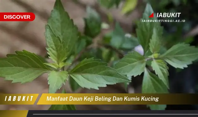 manfaat daun keji beling dan kumis kucing