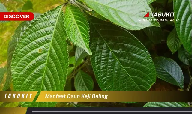 manfaat daun keji beling