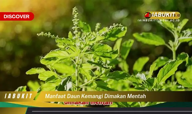 manfaat daun kemangi dimakan mentah