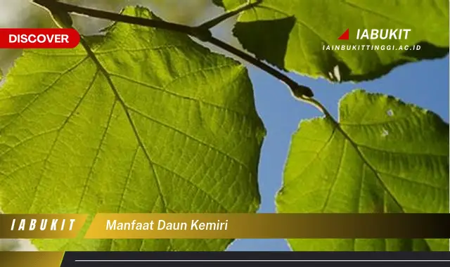 manfaat daun kemiri