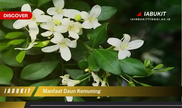 manfaat daun kemuning