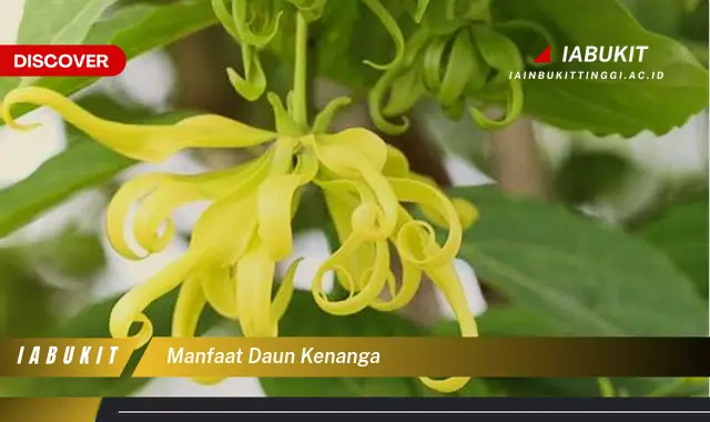 manfaat daun kenanga