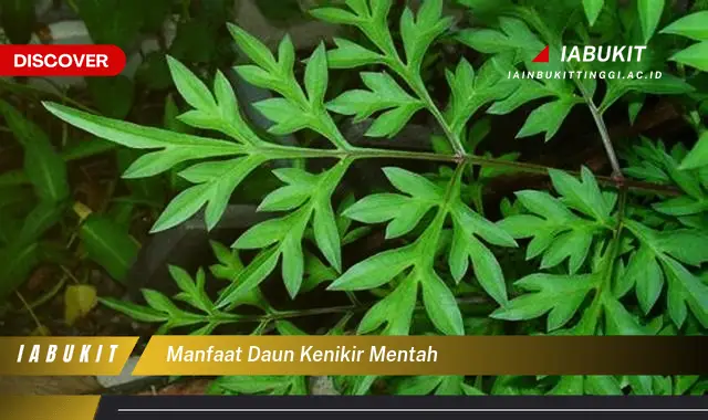 manfaat daun kenikir mentah