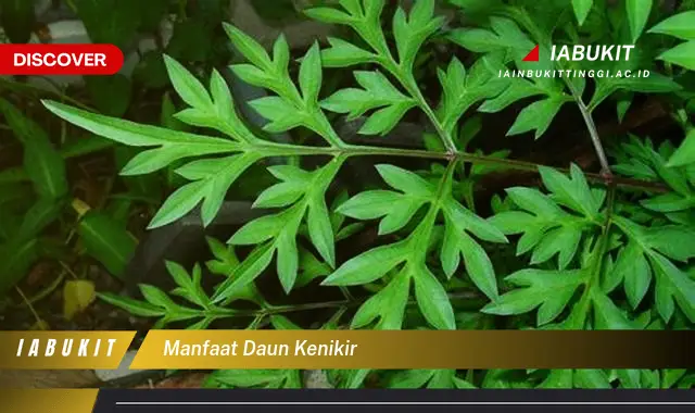 manfaat daun kenikir