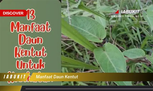 manfaat daun kentut