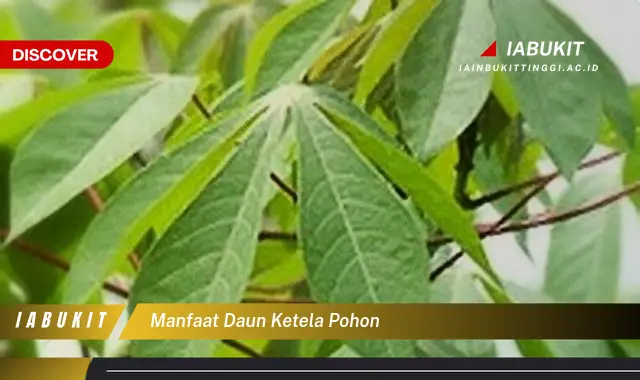 manfaat daun ketela pohon