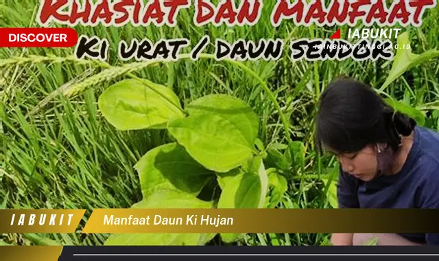 manfaat daun ki hujan