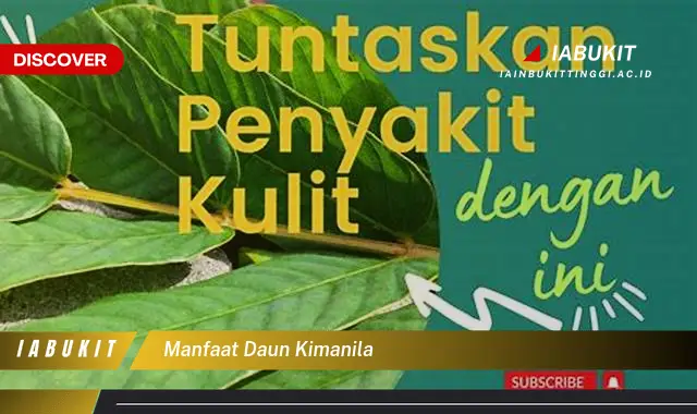 manfaat daun kimanila