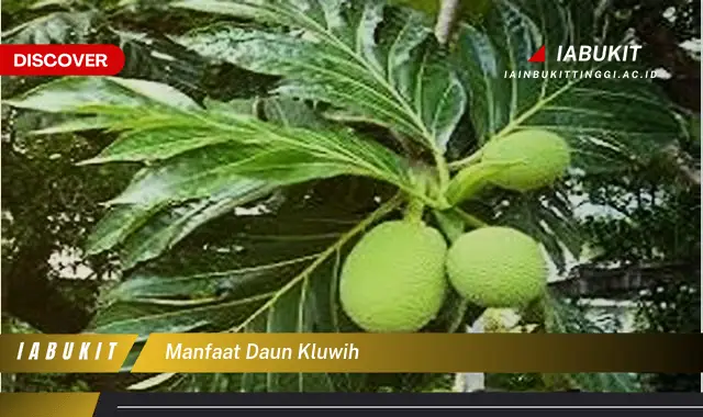 manfaat daun kluwih