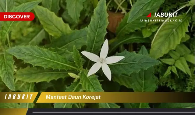 manfaat daun korejat