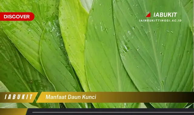 Bukan cuma daun kemangi? Ketahui 7 Manfaat daun kunci yang bikin penasaran!