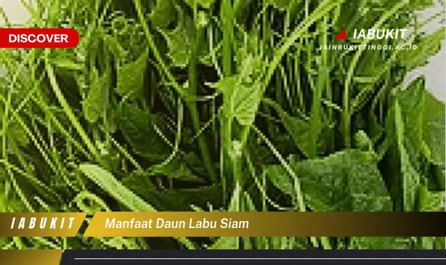 manfaat daun labu siam