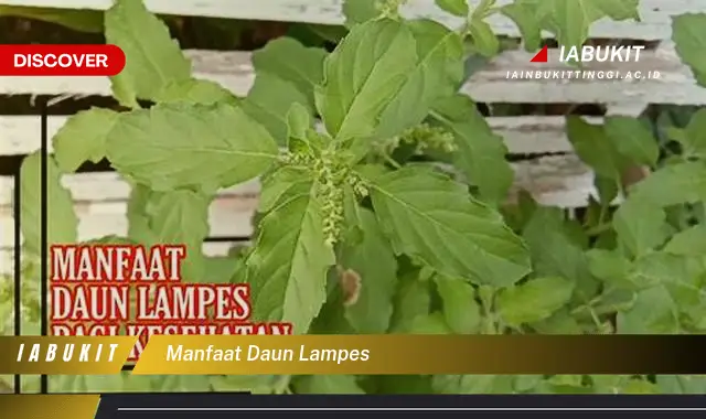 manfaat daun lampes