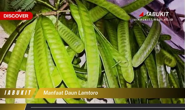 manfaat daun lamtoro manfaat daun lamtoro
