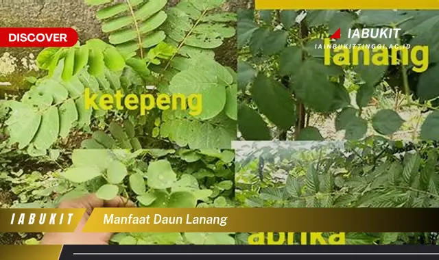 manfaat daun lanang