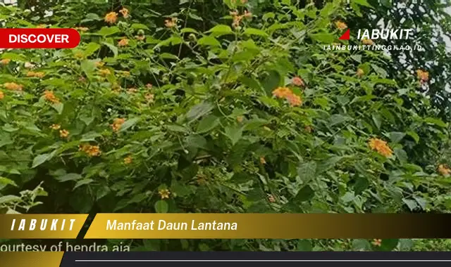 manfaat daun lantana