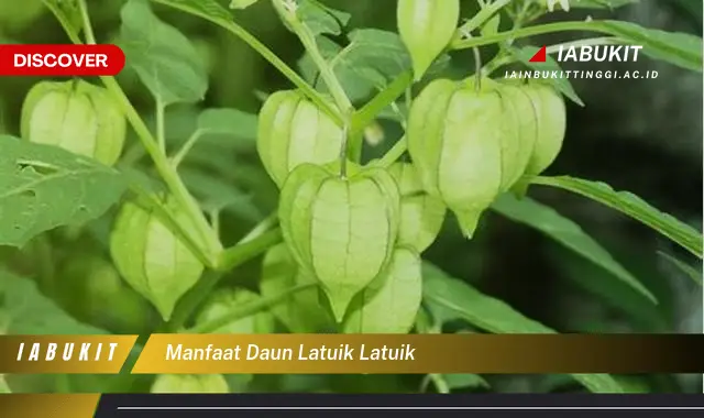 manfaat daun latuik latuik