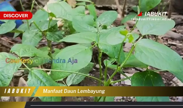 manfaat daun lembayung