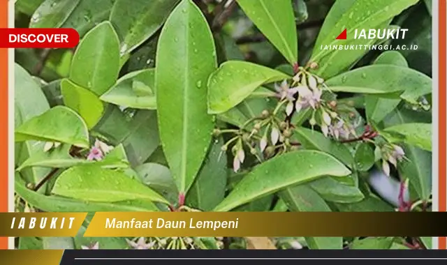 manfaat daun lempeni