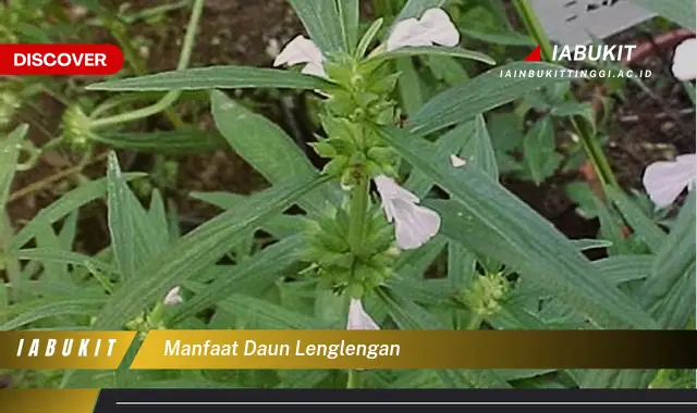 manfaat daun lenglengan