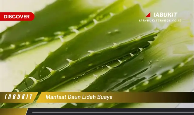 manfaat daun lidah buaya