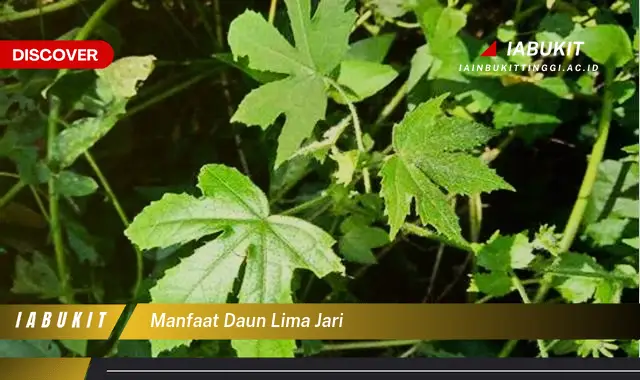 manfaat daun lima jari