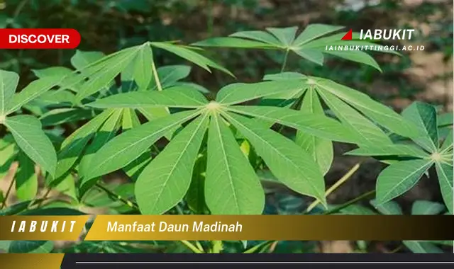 Bukan cuma daun sirih, Ketahui 7 Manfaat daun Madinah yang Jarang Diketahui