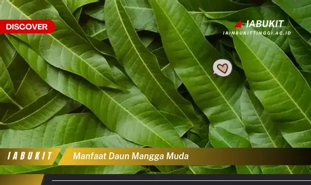 manfaat daun mangga muda