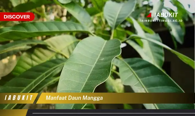 manfaat daun mangga