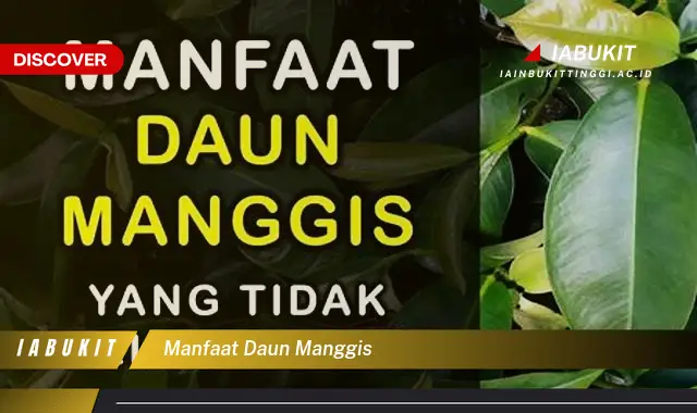 manfaat daun manggis