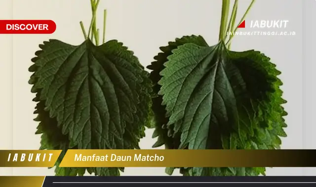 manfaat daun matcho manfaat daun matcho