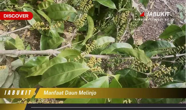 manfaat daun melinjo