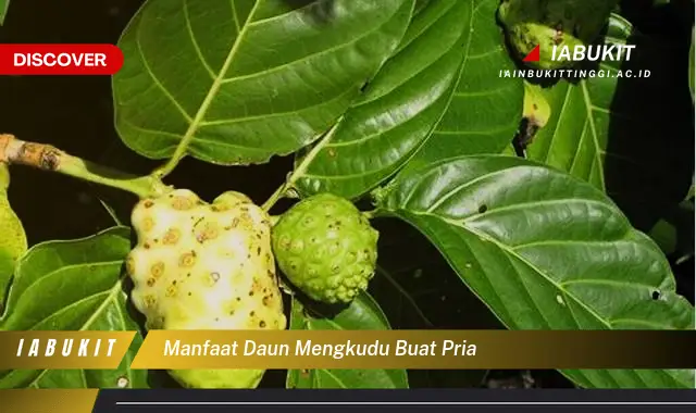 Bukan cuma daun seledri? Ketahui 7 Manfaat daun mengkudu buat pria yang Jarang Diketahui