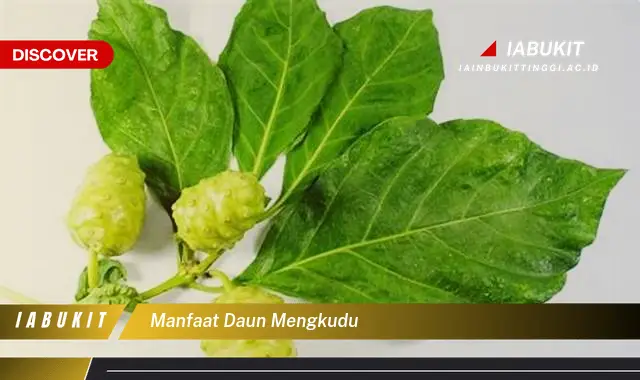 manfaat daun mengkudu