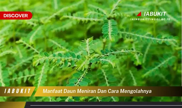 manfaat daun meniran dan cara mengolahnya